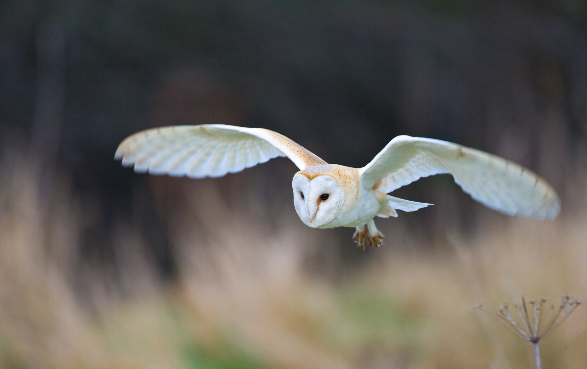 Barn Owl: Mike Nicholas/NYMNP